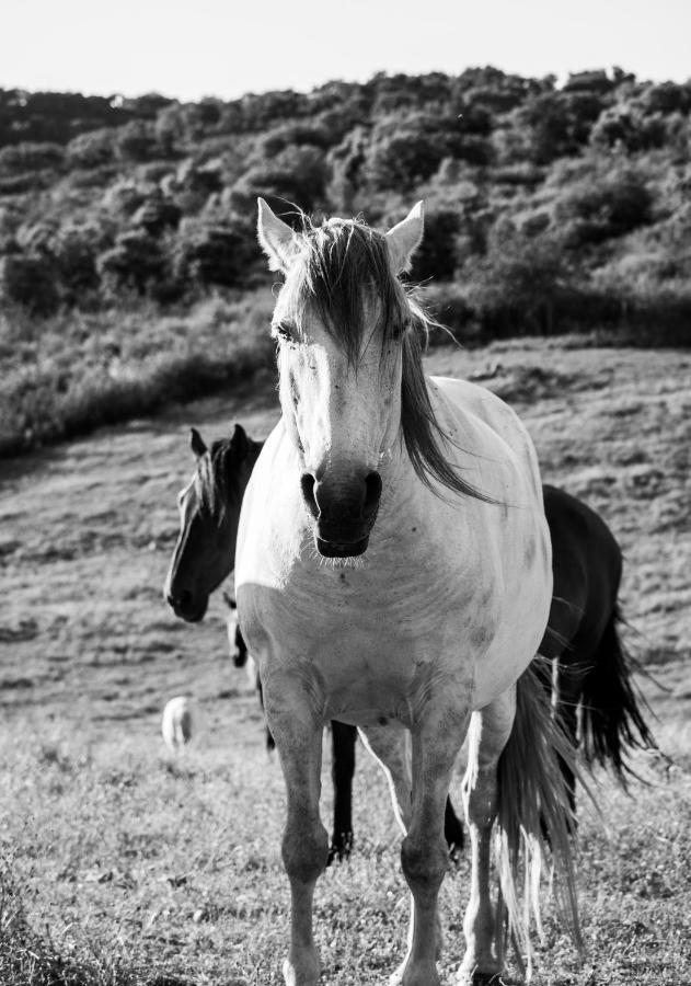 Sharish - Monte Das Estevas Estremoz Esterno foto