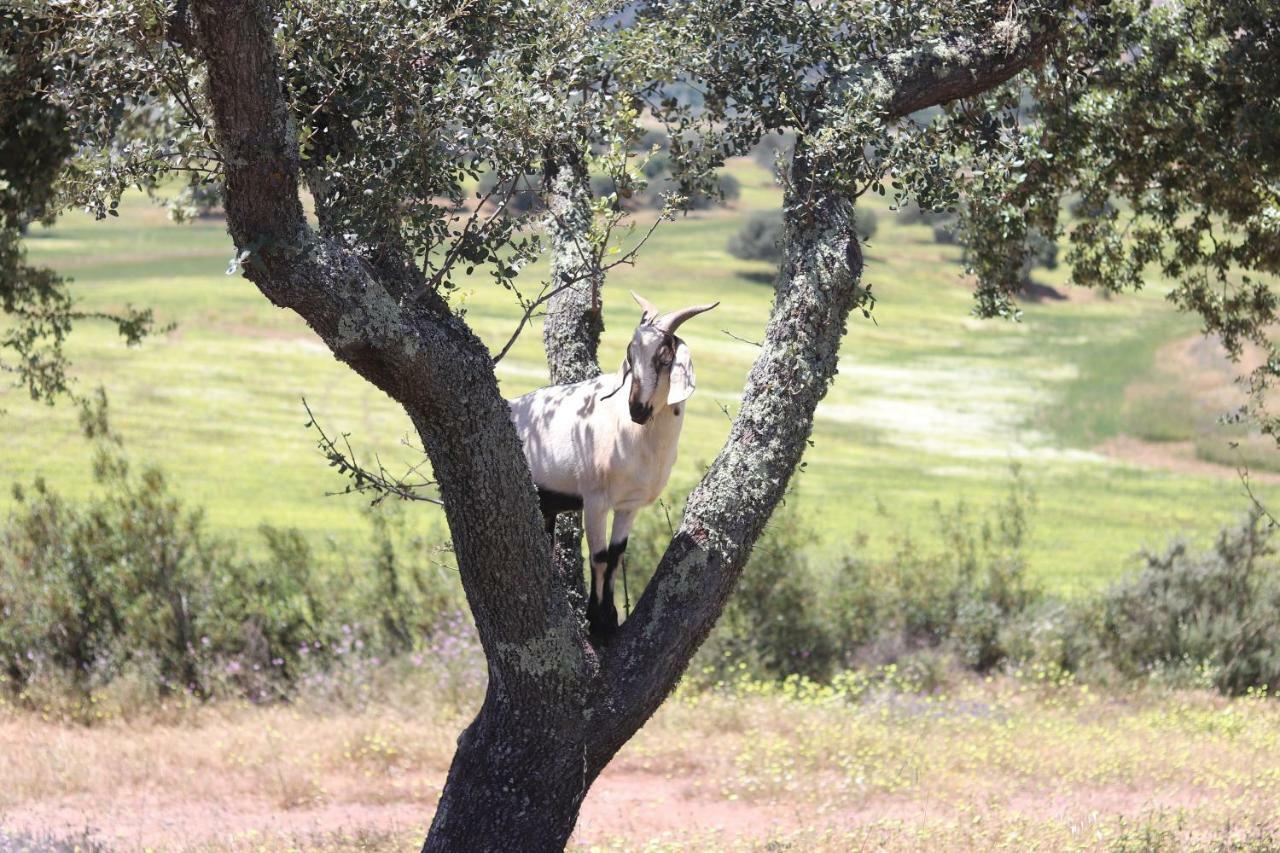 Sharish - Monte Das Estevas Estremoz Esterno foto