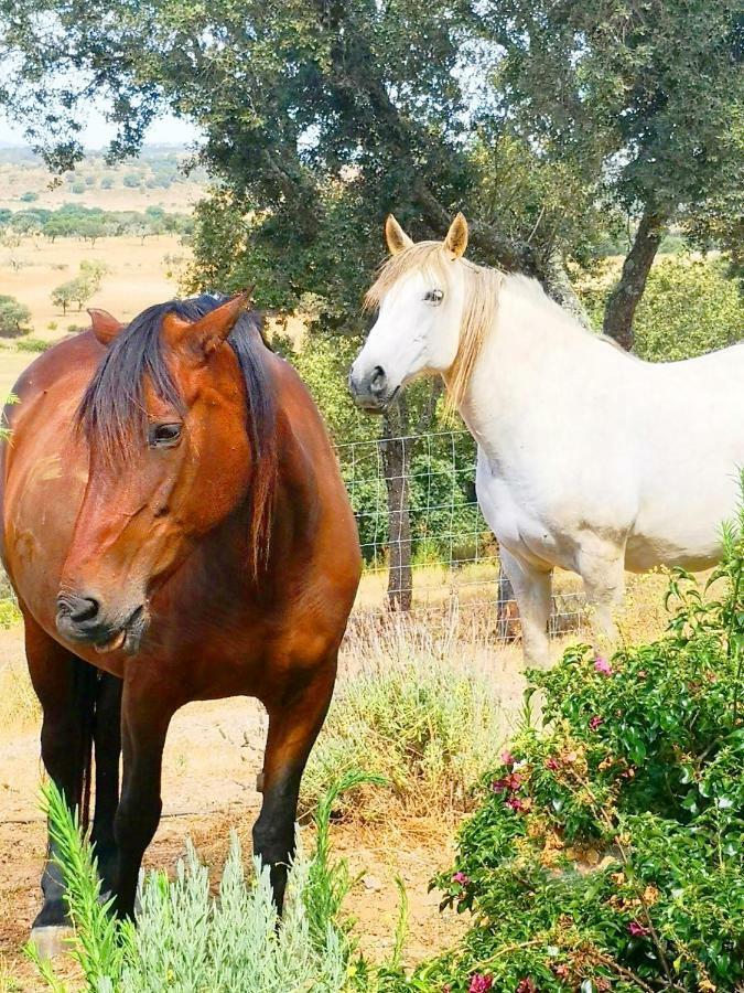 Sharish - Monte Das Estevas Estremoz Esterno foto